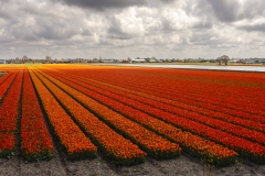 Bollenveld1