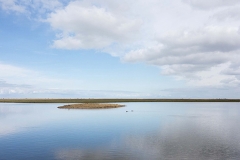Oostvaardersblauw