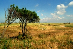 Wad105