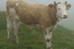 Bergkoe010