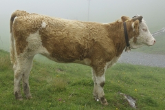 Bergkoe011